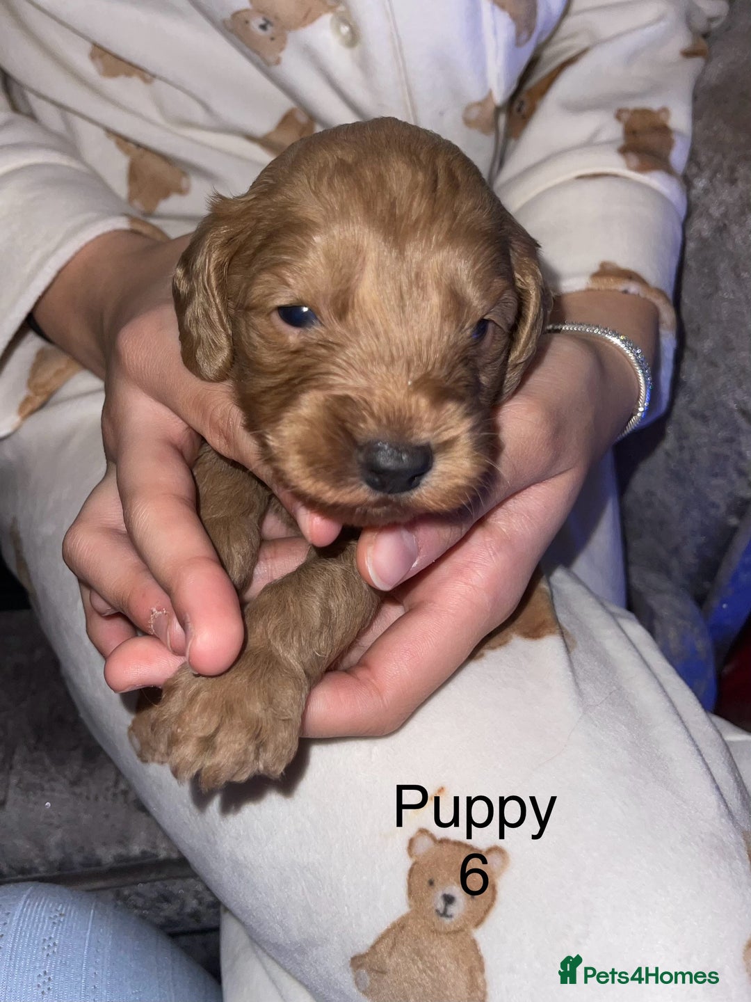 Cockapoo dogs for sale: Adorable 🐶 Cockapoo Pups 🐶 x6 Ready for new home - Advert 15