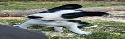 Border Collie dogs for stud: PROVEN ISDS & KC Reg Working Border Collie in Farnborough - Advert 7