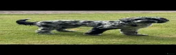 Sproodle dogs for sale: Beautiful Sproodles for sale F1 - Advert 22