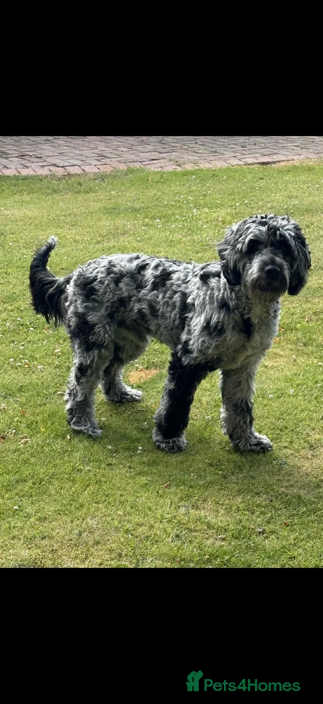 Sproodle dogs for sale: Beautiful Sproodles for sale F1 - Advert 22