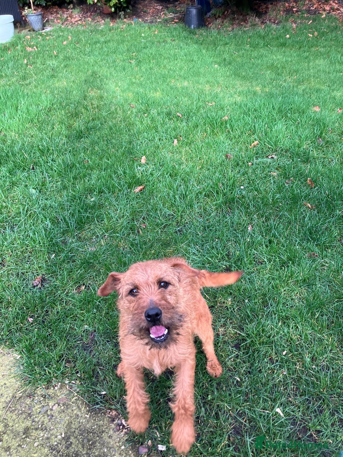 Lakeland Terrier dogs Red Terrier   - Advert 2