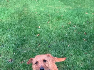 Lakeland Terrier dogs Red Terrier - Advert 1