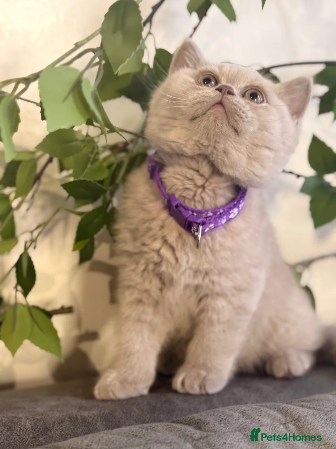 British Shorthair cats for sale: 100% Pure Pedigree Champion line Bsh BOY - Advert 18