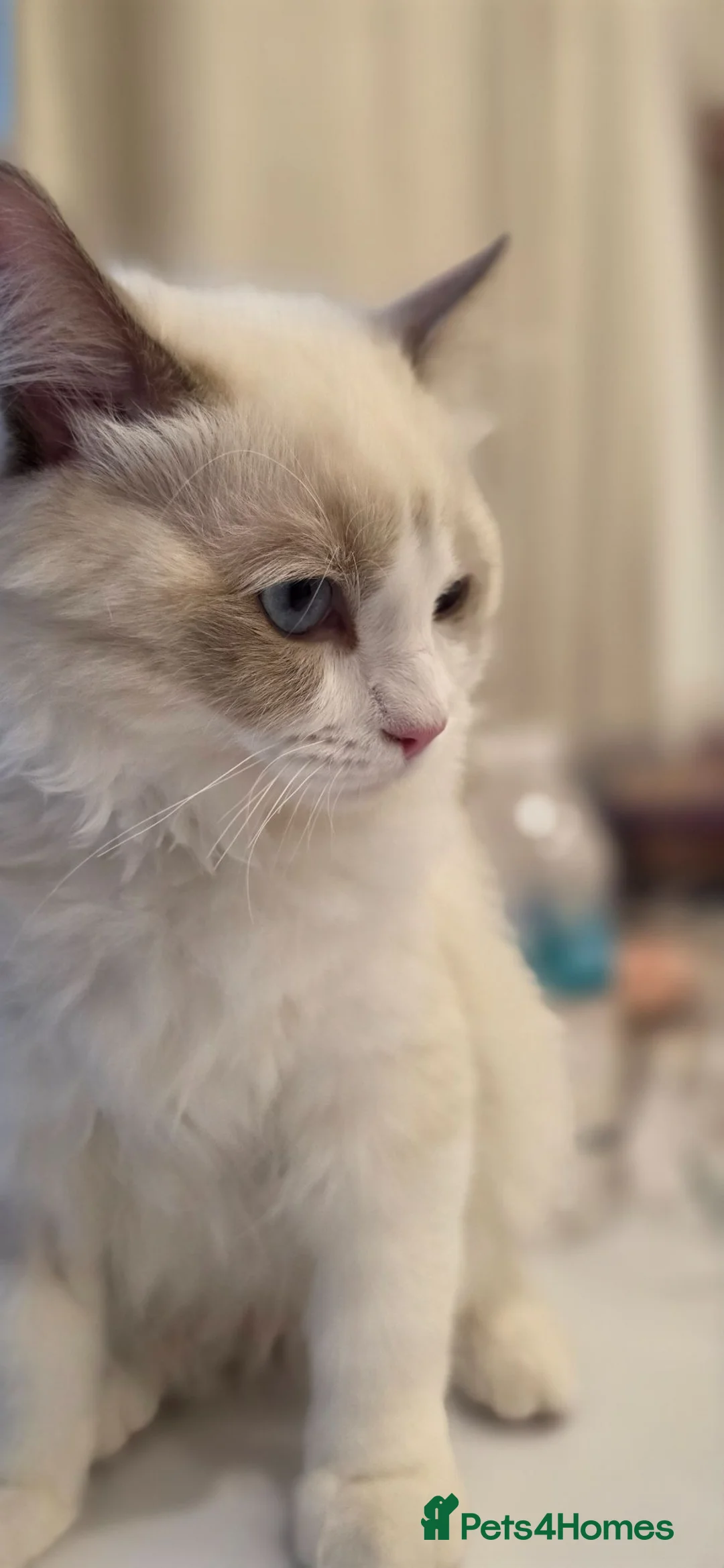 Ragdoll cats for sale: GCCF Blue Point Bicolour Ragdoll  - Advert 12
