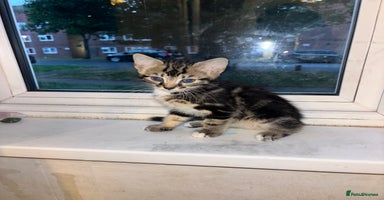 Mixed Breed cats - Advert 9