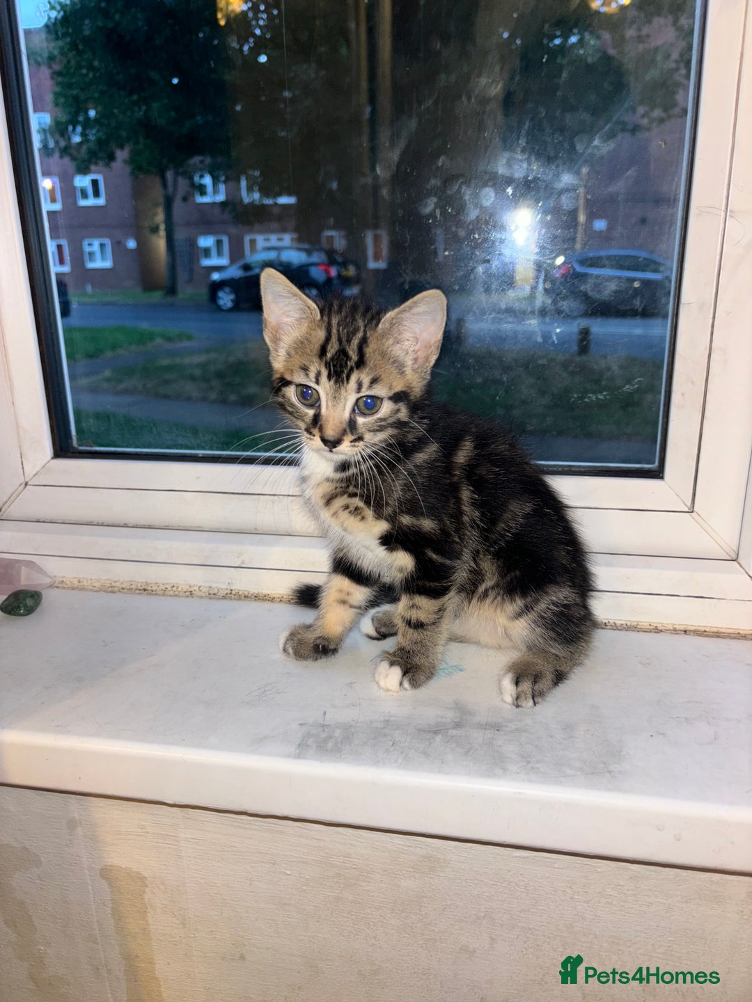 Mixed Breed cats for sale: 2 TABBY BOYS  - Image 2