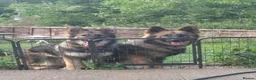 German Shepherd dogs for sale: 2 German shepherds one male one female in Sevenoaks - Advert 18