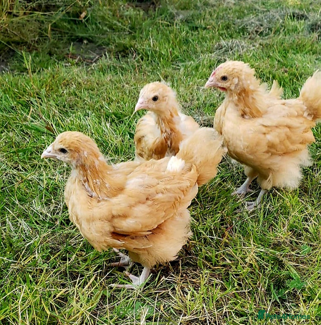 Chickens poultry for sale: Buff Oprington Large Fowl Chicks Available  - Image 6