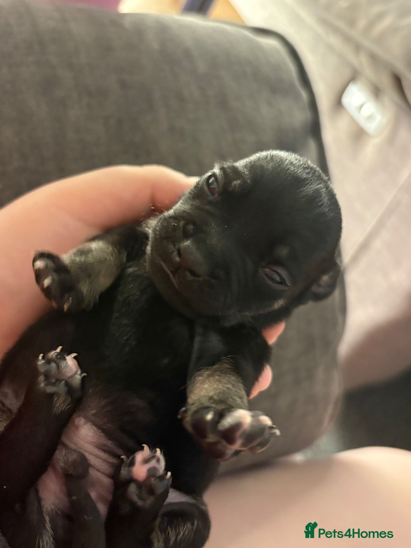 Mixed Breed dogs Staffy X Jackrussell Puppies  - Advert 19