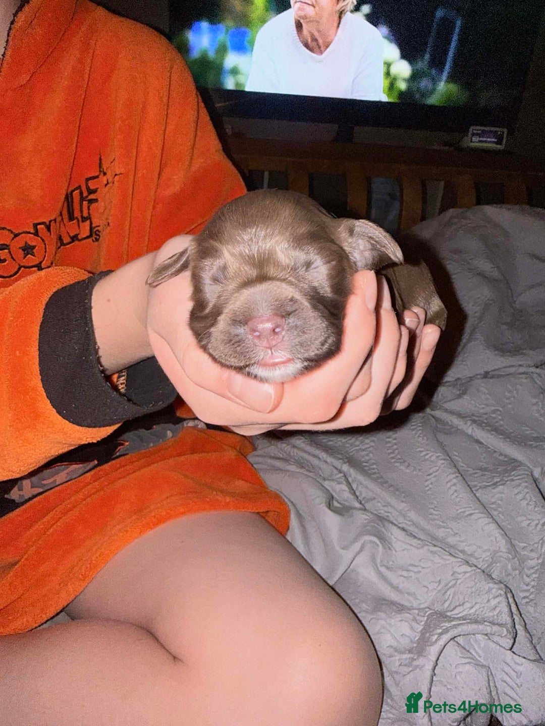 Sprocker dogs for sale: Sprocker Puppies for Sale, Mother Pure Bred Cocker - Advert 3