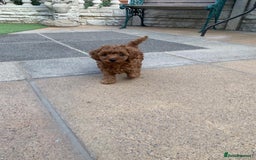 Toy Poodle dogs for sale: One of a kind deep red toy poodle boy - Image 7