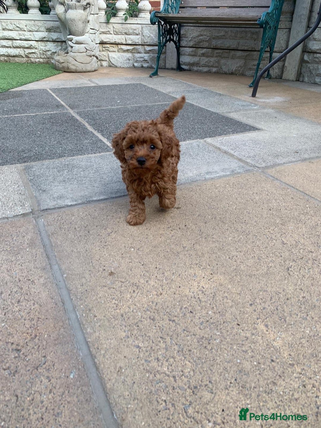Toy Poodle dogs for sale: One of a kind deep red toy poodle boy - Image 7