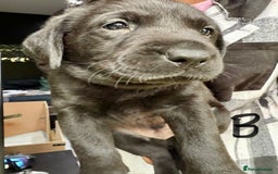 Labrador Retriever dogs for sale: EXCELLENT &UNIQUE LAB PUPPIES AV 12 NOV £1450 - Image 29