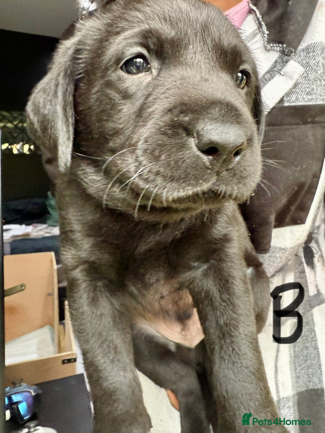Labrador Retriever dogs for sale: EXCELLENT &UNIQUE LAB PUPPIES AV 12 NOV £1450 - Image 29