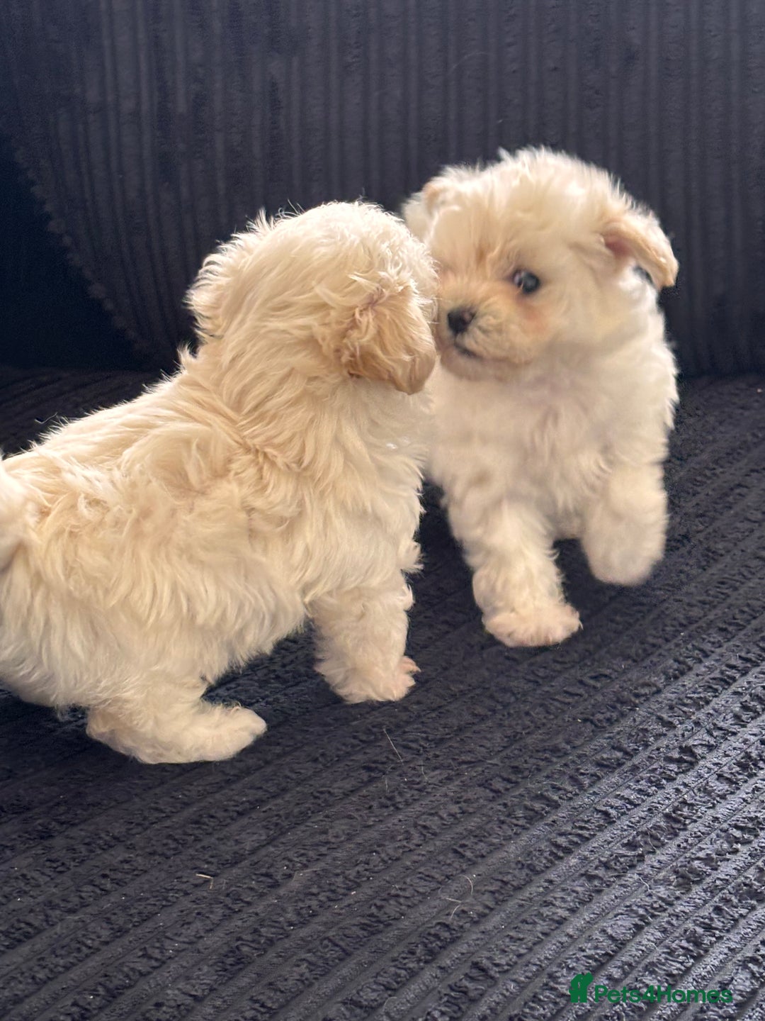 Maltipoo dogs for sale: Adorable Micro Maltipoo f1s  - Image 3