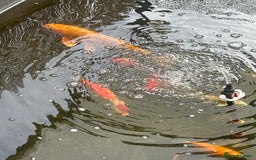 Koi Carp fish for sale: Mixed fish going cheap  - Image 1