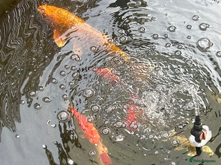 Koi Carp fish - Advert 20