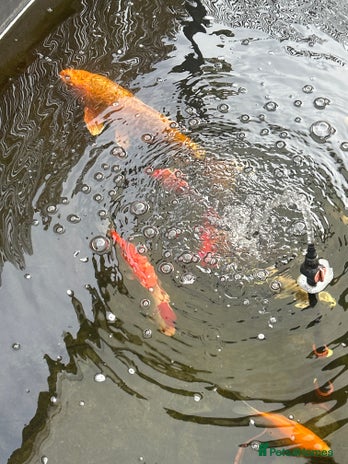Koi Carp fish - Advert 12