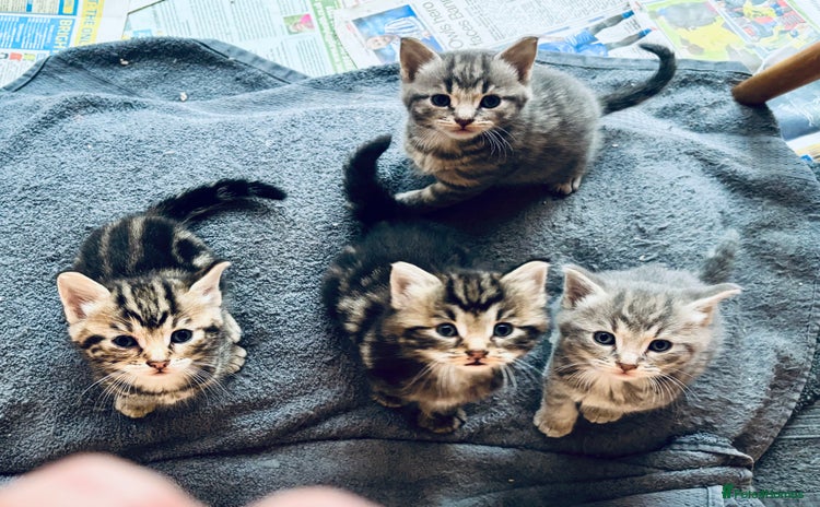 Domestic Shorthair cats - Advert 4