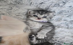 Perdoll cats for sale: Persian x ragdoll - Image 12