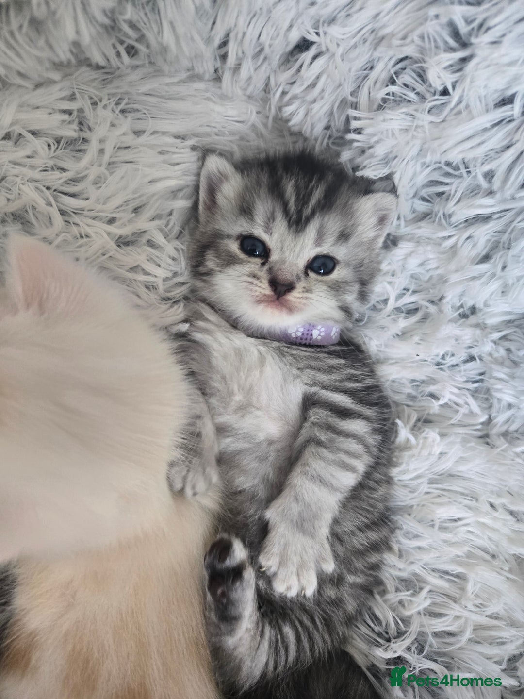 Perdoll cats for sale: Persian x ragdoll - Image 12