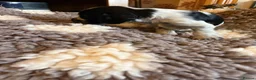 Cocker Spaniel dogs for sale: KC  Show cocker spaniel pups - Advert 9