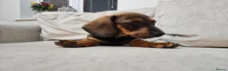 Dachshund dogs for sale: Beautiful Wild Boar Kaninchen Dachshund in Colchester - Advert 8