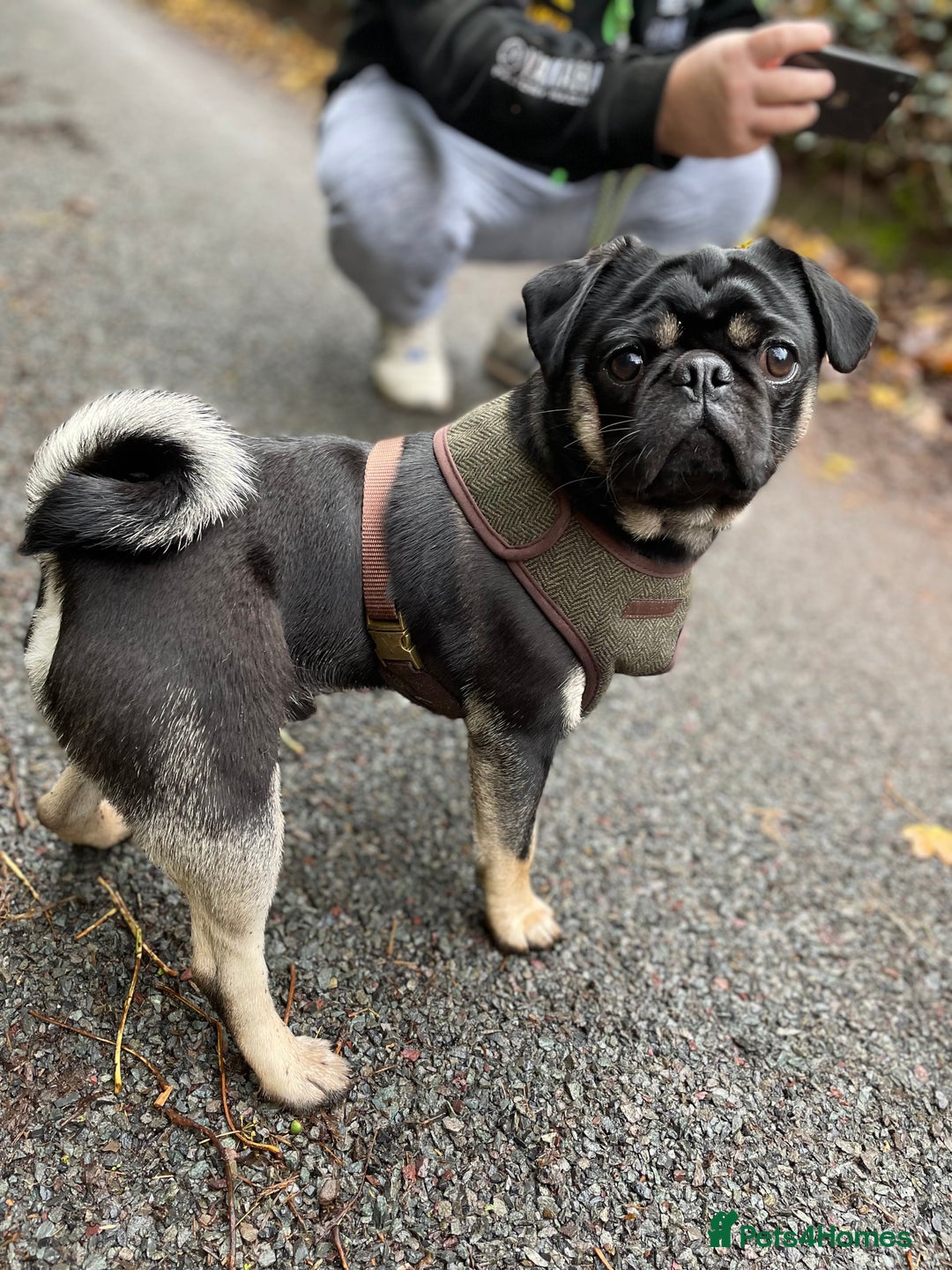 Pug dogs for stud: KC Registered Black Tan Pug 🌈 in Stourport-on-Severn - Image 4
