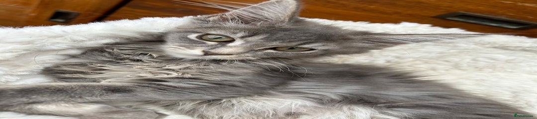 Maine Coon Kitten 2