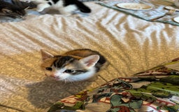 British Shorthair cats for sale: Kittens for sale  - Image 9