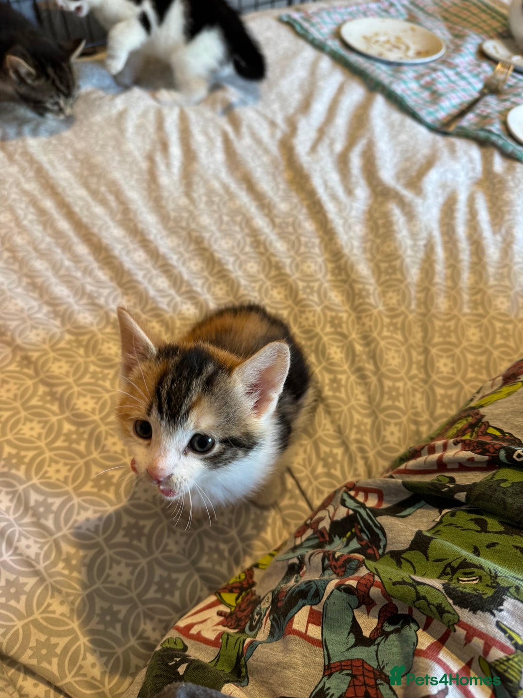 British Shorthair cats for sale: Kittens for sale  - Image 9