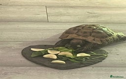 Tortoise reptiles for sale: Tortoise for sale  - Image 1
