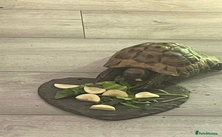 Tortoise reptiles - Advert 1