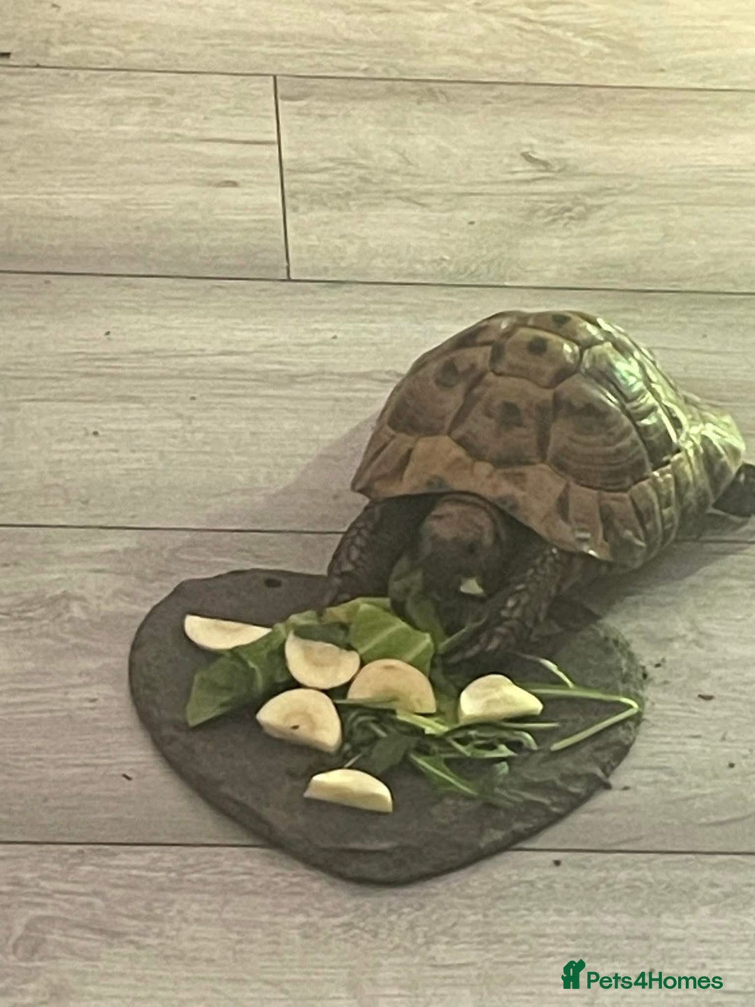 Tortoise reptiles for sale: Tortoise for sale  - Image 1