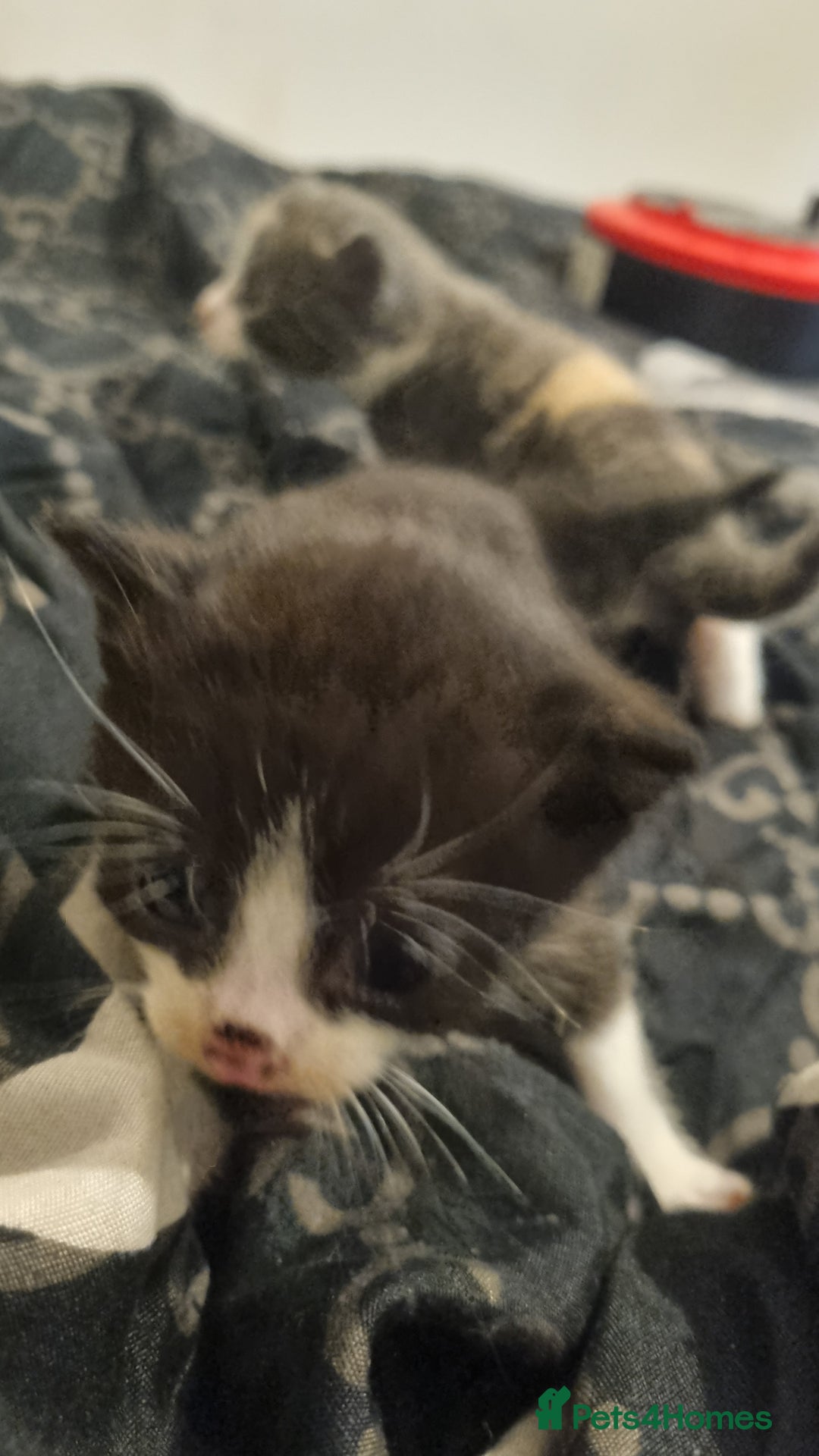 Mixed Breed cats for sale: Kittens for sale beautiful  - Image 12