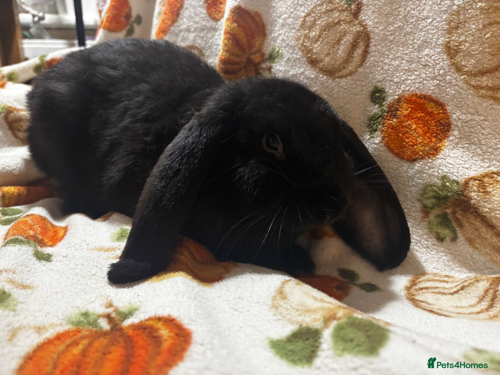 French Lop rabbits for sale: Super friendly pure French lop  - Advert 3