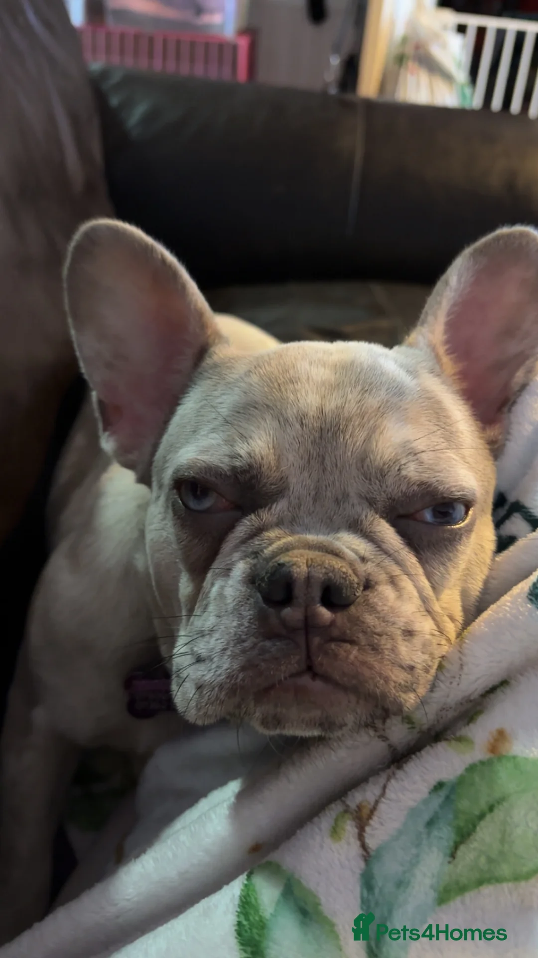 French Bulldog dogs for sale: Nahla - 10 month Lilac Fawn Merle Frenchie  - Advert 6
