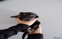 German Shepherd dogs for sale: 7 CHUNKY GERMAN SHEPHERD PUPPIES KC REGISTERED - Image 8