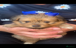 Pomapoo dogs for sale: ASIAN LINES RARE TOY POMAPOO - Image 5