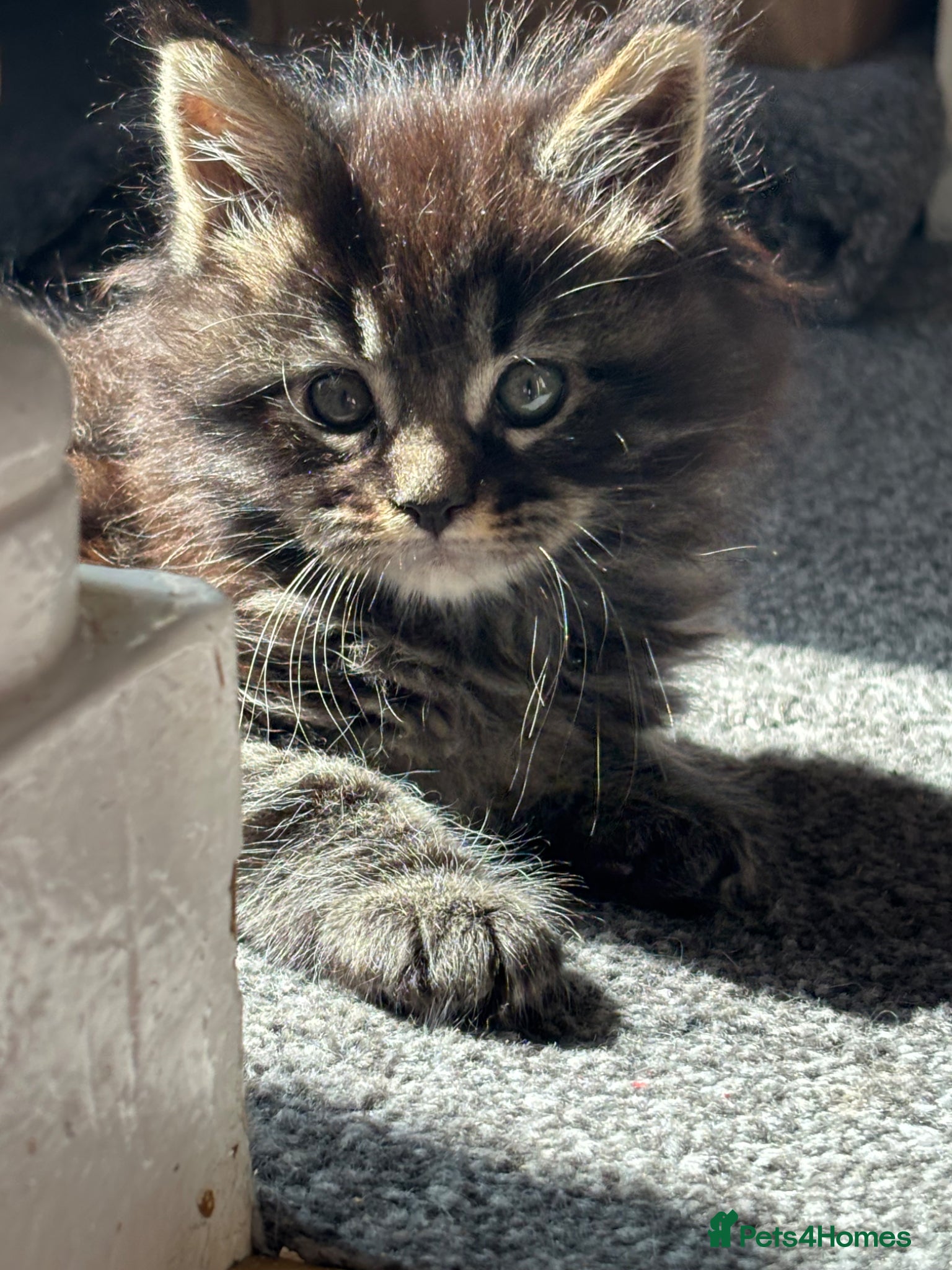 Maine Coon cats Stunning litter of pure bred Maine Coon kittens - Advert 3
