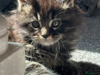 Maine Coon cats Stunning litter of pure bred Maine Coon kittens - Advert 6