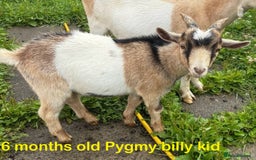 Goats livestock for sale: Nanny and billy Goats for sale - Image 9