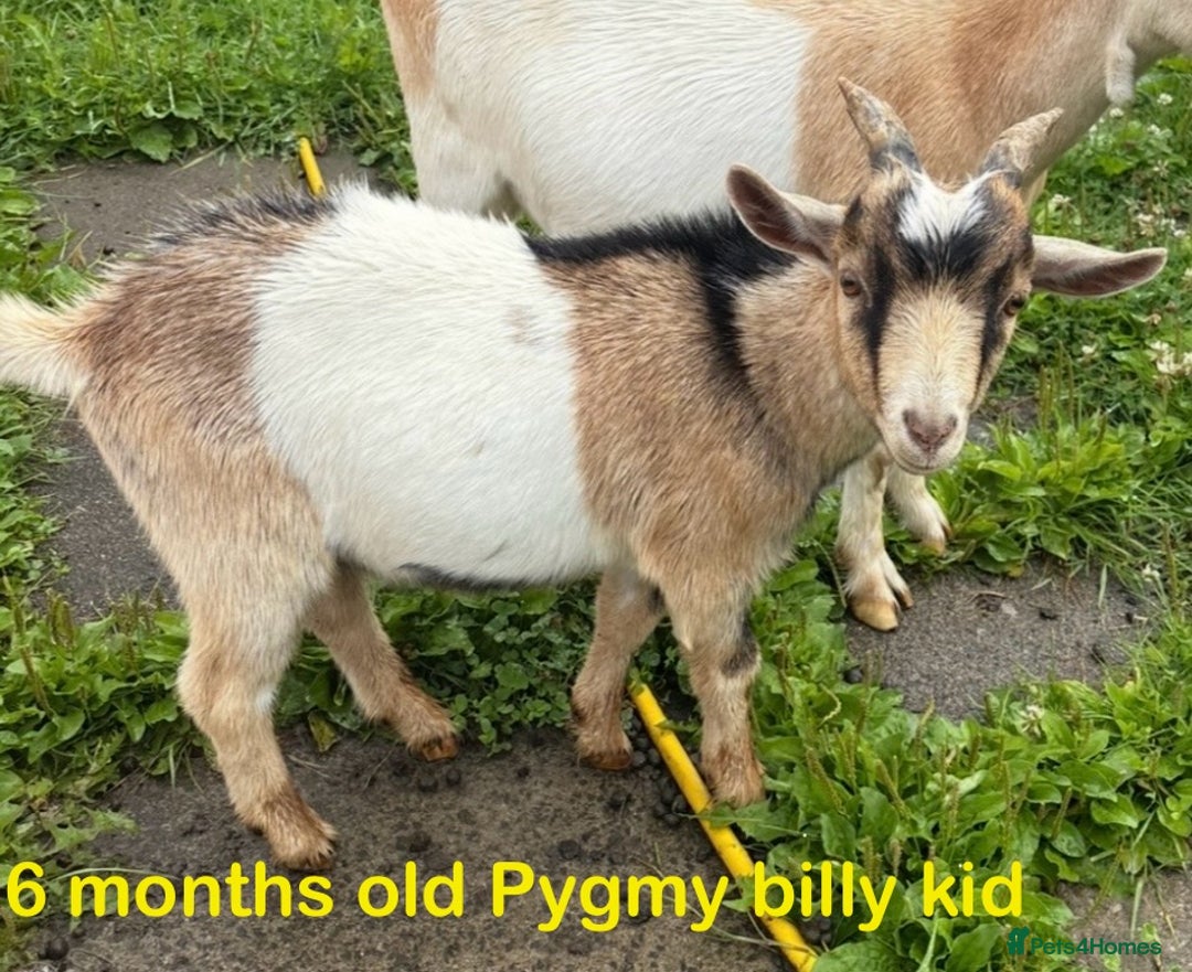 Goats livestock for sale: Nanny and billy Goats for sale - Image 9