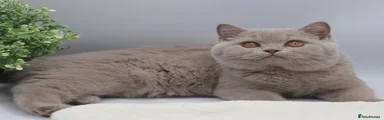 British Shorthair LILAC