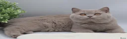 British Shorthair cats for sale: READY TO LEAVE NOW PEDIGREE BRITISH SHORTHAIRS  - Advert 6