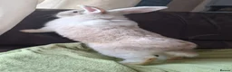 Mixed Breed rabbits for sale: One beautiful boy for sale in Stoke-on-Trent - Advert 11