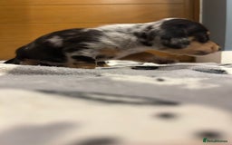 Miniature Dachshund dogs for sale: Mini dachshund puppies - Image 10