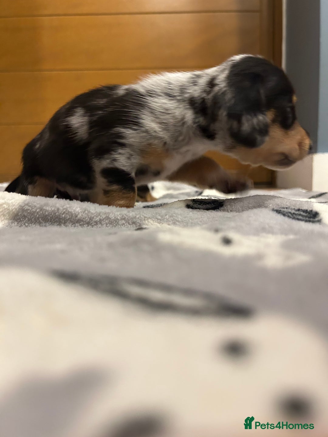 Miniature Dachshund dogs for sale: Mini dachshund puppies - Image 10