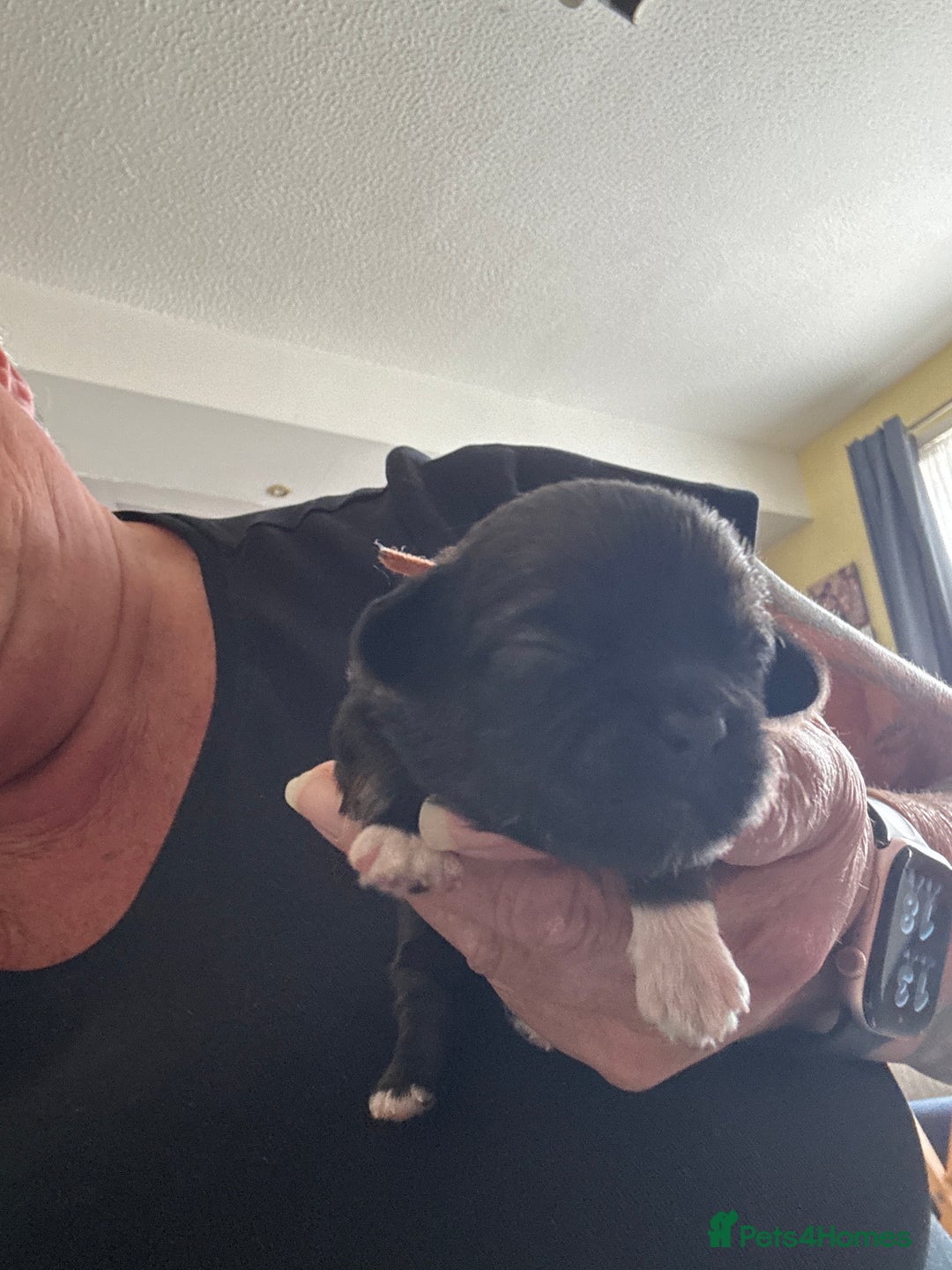 Shih Tzu dogs for sale: 2x girls  - Image 4