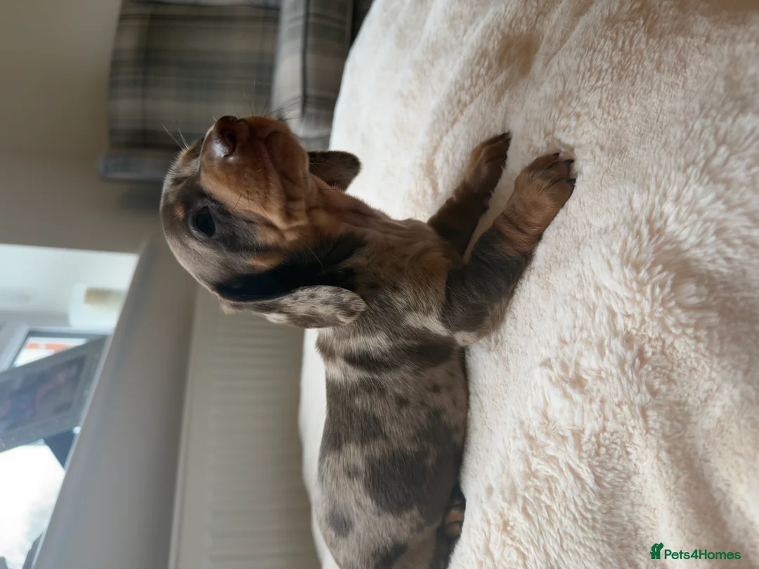 Miniature Dachshund dogs for sale: Beautiful Mini Dachshund Puppies - Advert 2